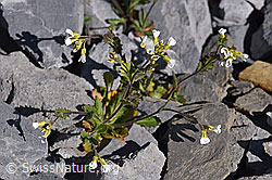 Alpen-Gänsekresse (Arabis alpina) (F166639) Alpen-Gänsekresse (Arabis alpina) (F166639)