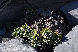 Trauben-Steinbrech (Saxifraga paniculata) (29.05.2020, F166653)