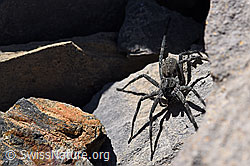 Pardosa saturatior (Wolfsspinne) (29.05.2020, F166672)