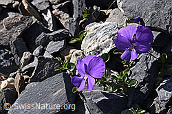 Mont Cenis-Stiefmütterchen (Viola cenisa) (F166679)