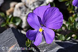 Mont Cenis-Stiefmütterchen (Viola cenisia) (29.05.2020, F166680)