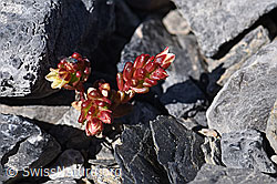 Dunkler Mauerpfeffer (Sedum atratum) (29.05.2020, F166683)