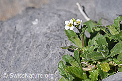 Alpen-Gänsekresse (Arabis alpina) (F166690) Alpen-Gänsekresse (Arabis alpina) (F166690)
