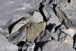 F166712: Schnake der Gattung Tipula