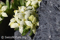 Schweizer Labkraut (Galium megalospermum) (29.05.2020, F166715)