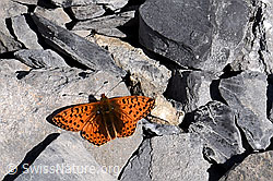 Hochalpen-Perlmuttfalter (Boloria pales) (29.05.2020, F166723)
