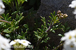 Alpen-Gämskresse (Pritzelago alpina) (F166732) Alpen-Gämskresse (Pritzelago alpina) (F166732)