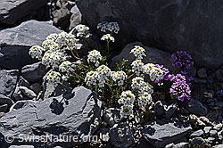 Alpen-Gämskresse (Pritzelago alpina) (F166733) Alpen-Gämskresse (Pritzelago alpina) (F166733)
