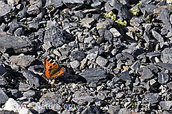 Kleiner Fuchs (Aglais urticae) (29.05.2020, F166740)