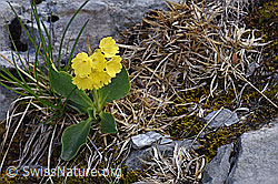 F166749: Flühblümchen (Primula auricula)