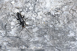 Foto: Schwarzer Sumpf-Weichkäfer (Cantharis paludosa)