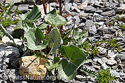 Alpen-Pestwurz (Petasites paradoxus) (F166768)