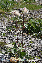 Alpen-Pestwurz (Petasites paradoxus) (F166770)
