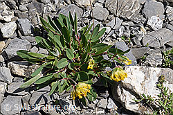 Alpen-Wundklee (Anthyllis vulneraria ssp. alpestris) (05.2020, F166773)