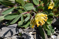 Alpen-Wundklee (Anthyllis vulneraria ssp. alpestris) (05.2020, F166774)