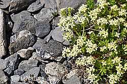 Schweizer Labkraut (Galium megalospermum) (05.2020, F166780)
