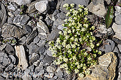 Foto: Schweizer Labkraut (Galium megalospermum)
