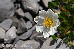 Silberwurz (Dryas octopetala) (05.2020, F166797)