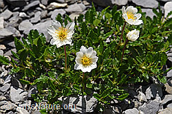 Silberwurz (Dryas octopetala) (05.2020, F166801)