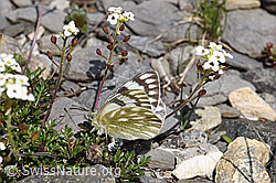 Alpenweissling (Pontia callidice), Männchen