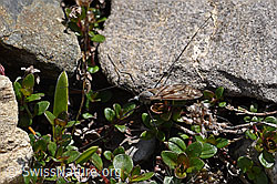 F166835: Schnake der Gattung Tipula