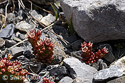 Dunkler Mauerpfeffer (Sedum atratum) (F166839)