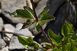 Photo: Dreiblatt-Baldrian (Valerina tripteris)