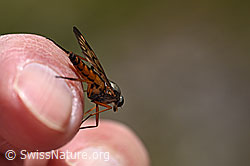 Foto: Gemeine Schnepfenfliege (Rhagio scolopaceus)
