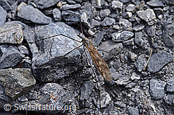 F166921: Schnake der Gattung Tipula