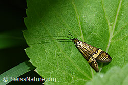 Gebänderte Langhornmotte (Nemophora degeerella) (F167272)