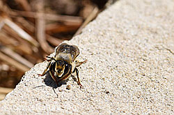 Platterbsen-Mörtelbiene (Megachile ericetorum) (01.06.2020, F167309)