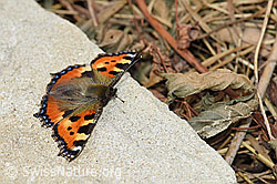 Kleiner Fuchs (Aglais urticae) (F168011)