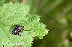 Echte Käferzikade (Issus coleoptratus) (F168163)