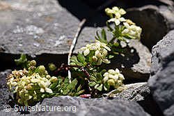 Schweizer Labkraut (Galium megalospermum) (23.06.2020, F168261)