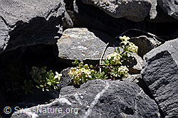 Schweizer Labkraut (Galium megalospermum) (F168262) Schweizer Labkraut (Galium megalospermum) (F168262)