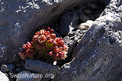 Dunkler Mauerpfeffer (Sedum atratum) (F168265) Dunkler Mauerpfeffer (Sedum atratum) (F168265)