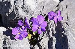 Mont Cenis-Stiefmütterchen (Viola cenisia) (F168266)