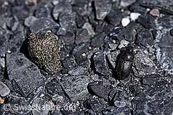 Grosser Dungkäfer (Aphodius fossor) neben Kot eines Schneehasen (Lepus timidus) (F168888) Grosser Dungkäfer (Aphodius fossor) neben Kot eines Schneehasen (Lepus timidus) (F168888)
