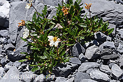 Dryas octopetala (F168917)
