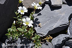 Breitblättriges Hornkraut (Cerastium latifolium) (F168923)