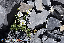 Breitblättriges Hornkraut (Cerastium latifolium) (F168924)