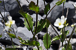 Arabis alpina (F168930)