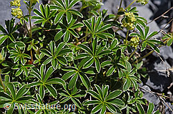 Glänzender Silbermantel (Alchemilla nitida) (F168946)