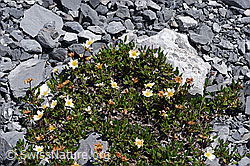 Dryas octopetala (F168962)