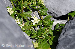 Schweizer Labkraut (Galium megalospermum) (F168974)