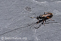 Photo: Oronotus binotatus (ichneumon wasp)