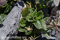 Kriechendes Täschelkraut (Thlaspi rotundifolium) (F169026)