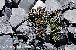 Kriechendes Täschelkraut (Thlaspi rotundifolium) (F169027)