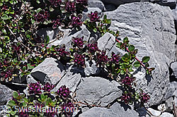 Vielhaariger Thymian (Thymus polytrichus) (F169029)