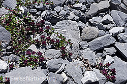 Vielhaariger Thymian (Thymus polytrichus) (F169031)